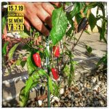 IMG_20190711_175934-01