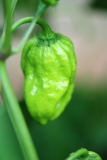 Habanero Red