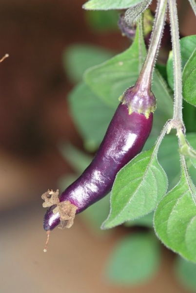 Lilac Cayenne