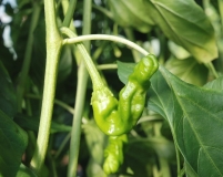 Yellow Petr Pepper (Penis pepper)