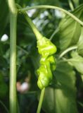 Yellow Petr Pepper (Penis pepper)1