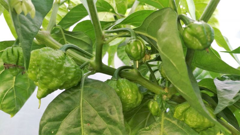 frutegum f3