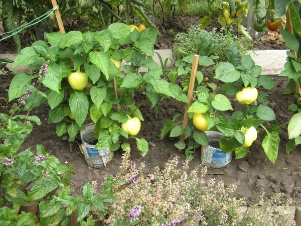 IMG_0049_27_7 Botinecka zuta