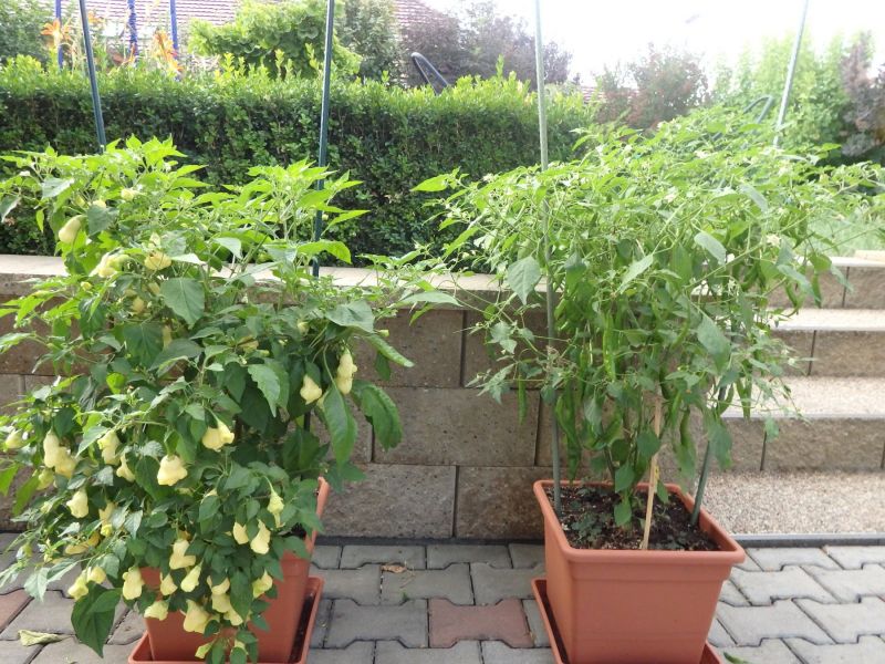159-Baccatum