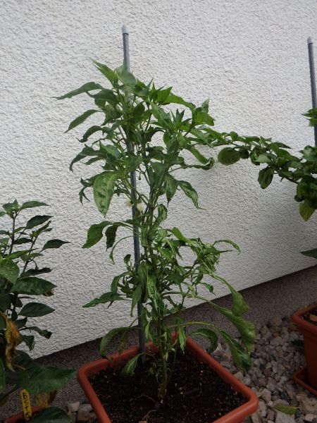 170-Pimientos De Padron