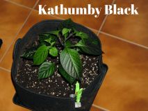 KathumbyBlack_1