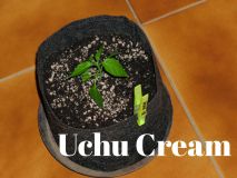 UchuCream