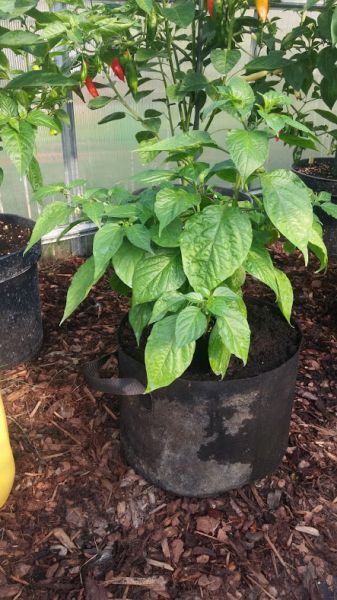 7Pot Spartan.