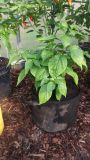 7Pot Spartan.