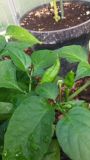 7Pot Spartan