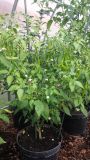 Aji Guyana-