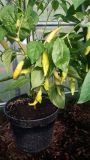 Aji Challuaruro Amarillo