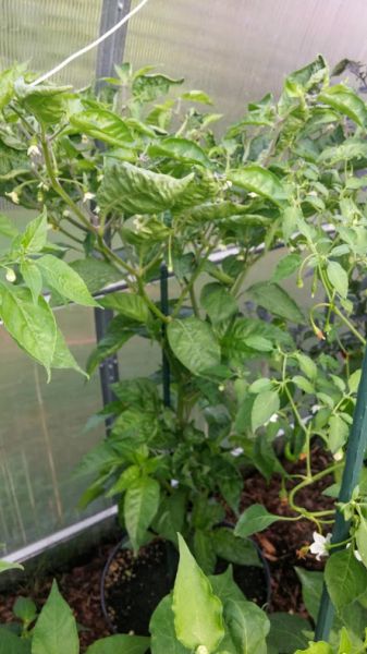 Aji Limo