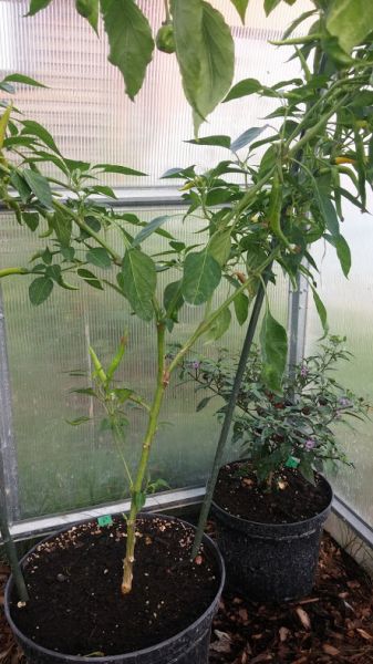 Cayenne Yellow.