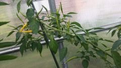 Cayenne Yellow-