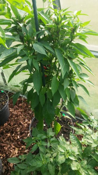 Etna Peperoncino