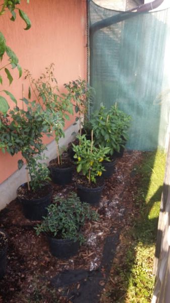 frutescens + annumky