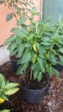 Mexico Jalapeno