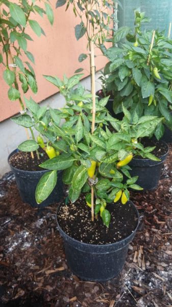 NuMex Pinnata Jalapeno