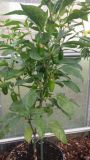NuMex Orange Jalapeno