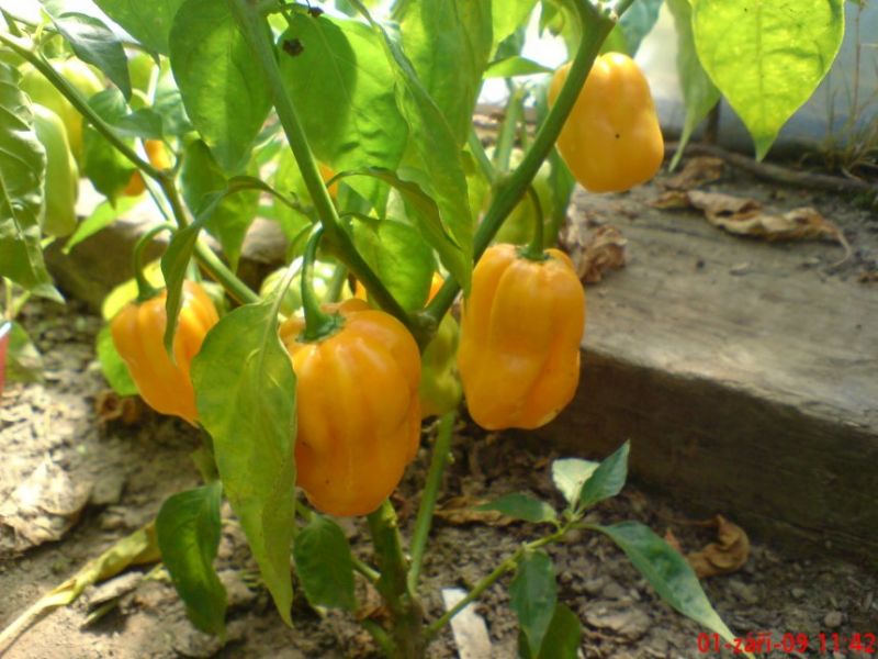 DSC01440
