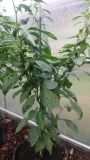 NuMex Vaquero Jalapeno