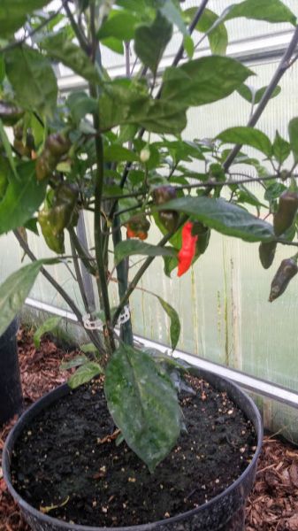 Pimenta Puma.