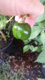 Rocoto-