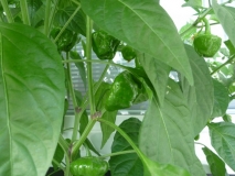 chilli3