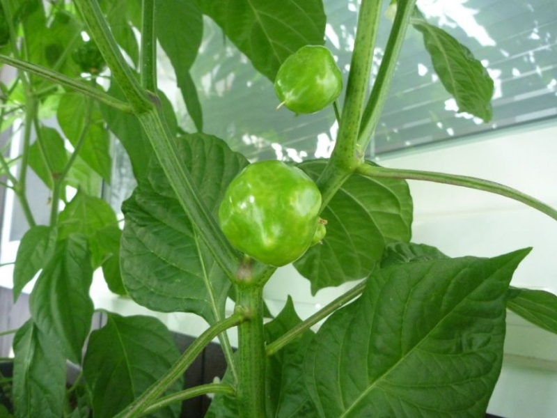chilli4