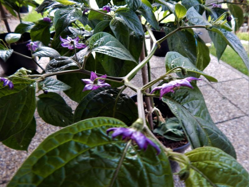 DSCN4366