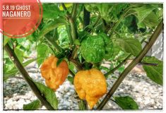 IMG_20190803_111653-01