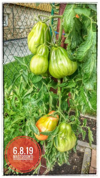 IMG_20190806_084848-01