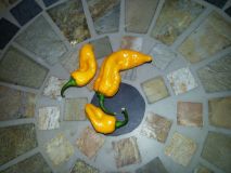 Fatalii Orange