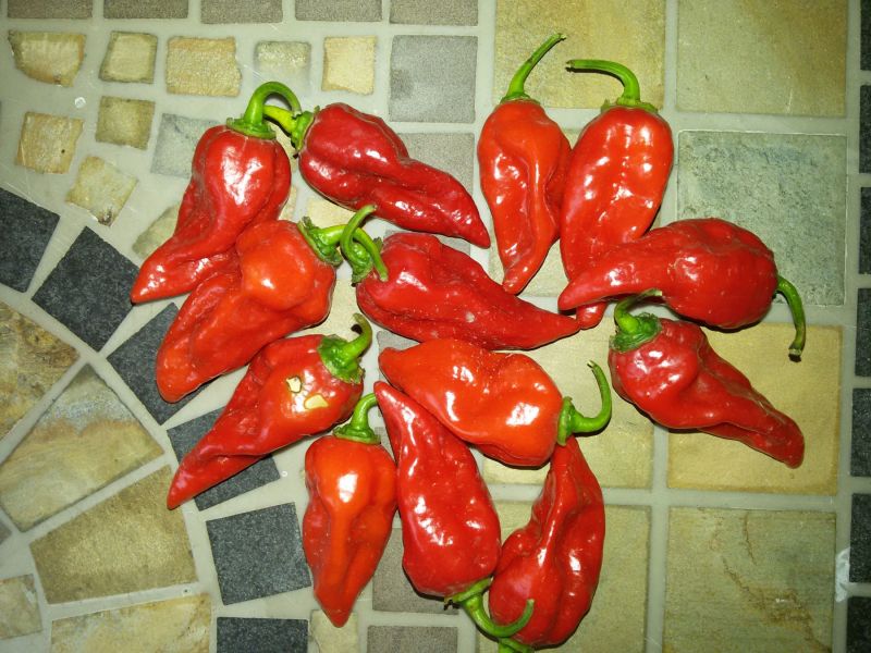 fatalii red