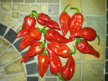 fatalii red