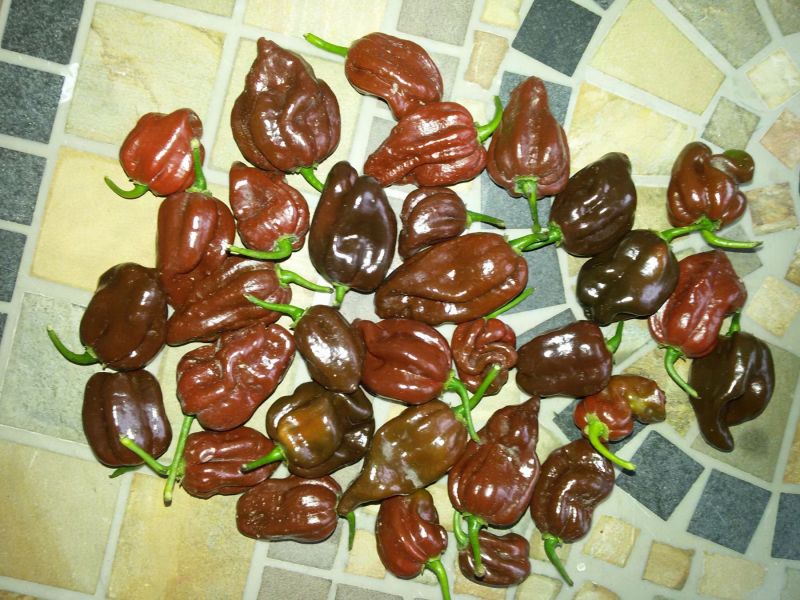 Habo chocolate