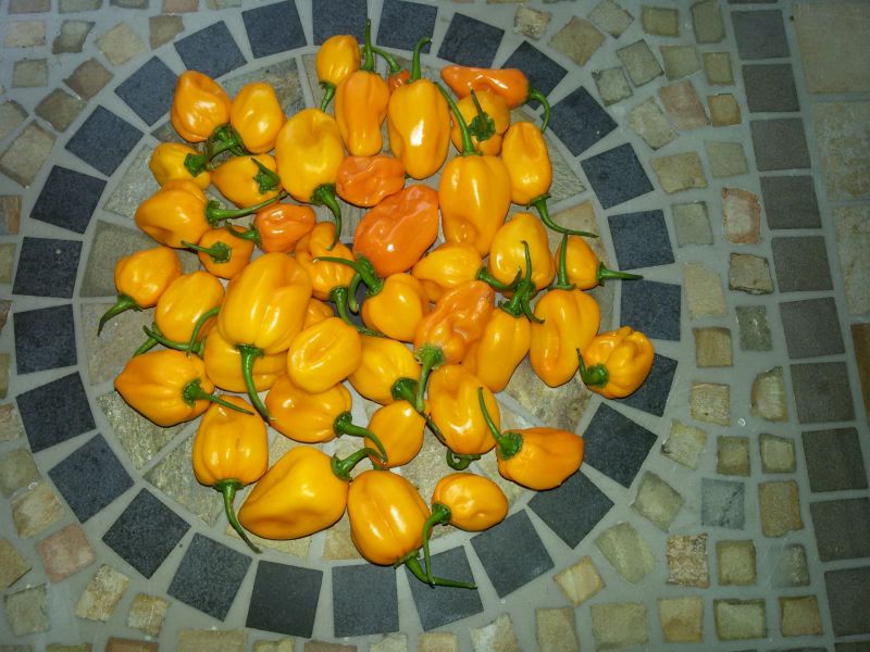 Habo Orange