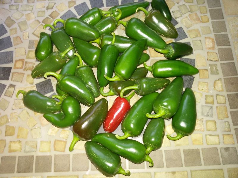 Jalastar