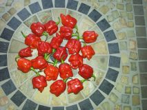 Scotch Bonnet