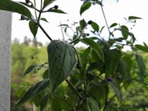 IMG_20190809_152709