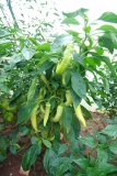 Sweet banana pepper