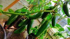IMG_20190809_133346
