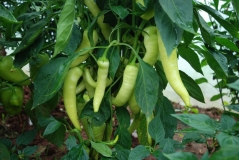 Sweet banana pepper