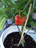 IMG_20190818_185659
