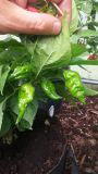 7Pot Spartan.
