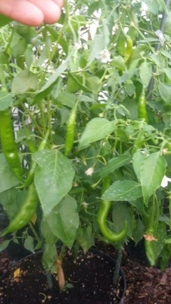 Aji Guyana