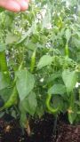 Aji Guyana