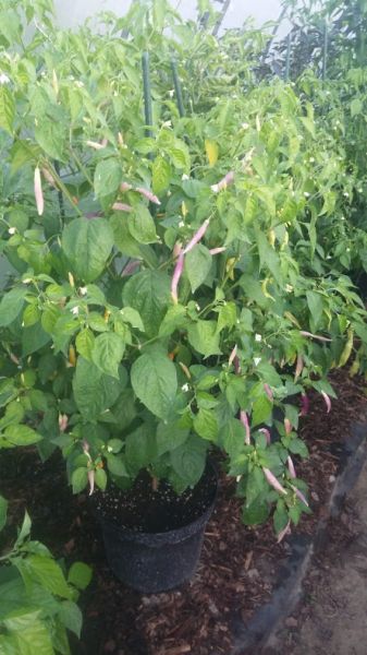 Aji Challuaruro Amarillo