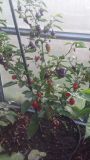 Black Scorpion Tongue